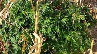 Bientôt des champs de cannabis légaux en France. © DR Bientôt des champs de cannabis légaux en France. © DR